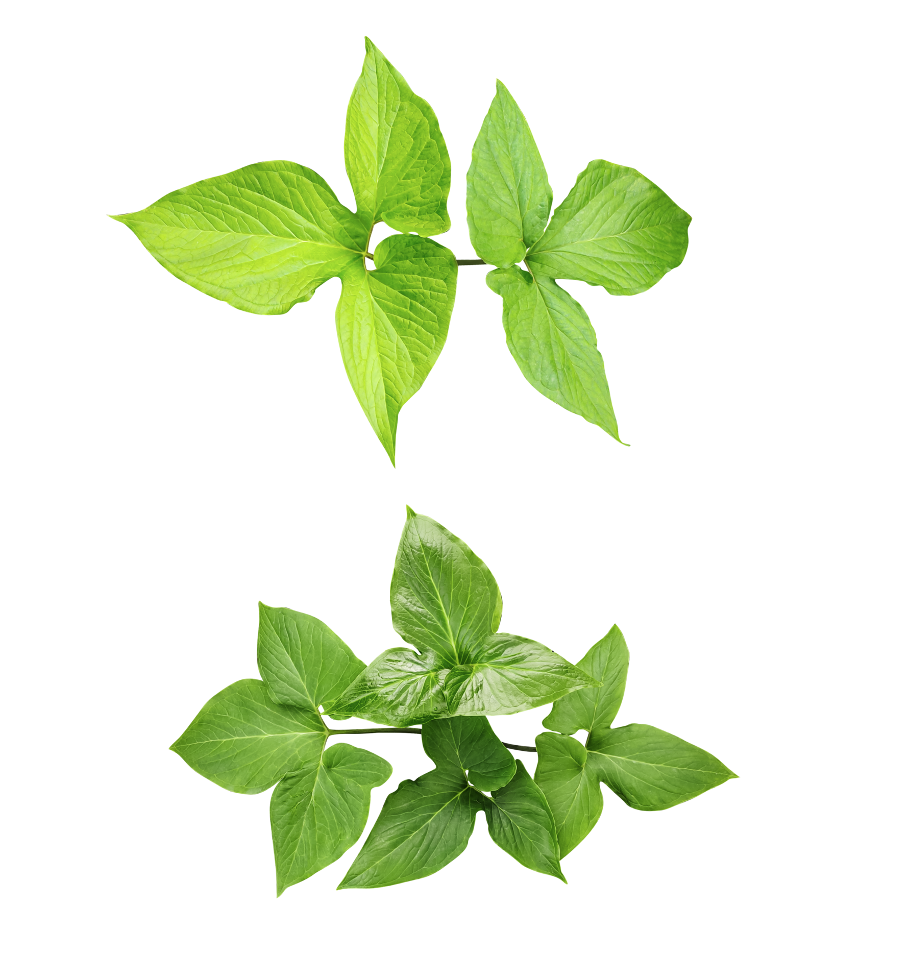 Four different types of leaves on a white background green leaves