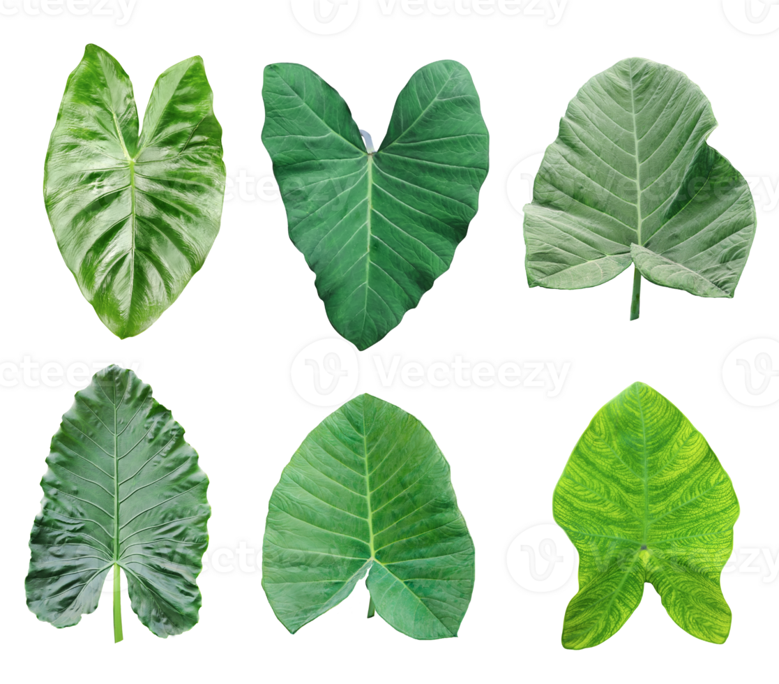 four different types of leaves on a white background, Green leaves Bundle on white background, leaf isolated set, green leaf plant eco nature tree branch isolated png