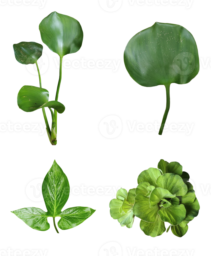 four different types of leaves on a white background, Green leaves Bundle on white background, leaf isolated set, green leaf plant eco nature tree branch isolated png