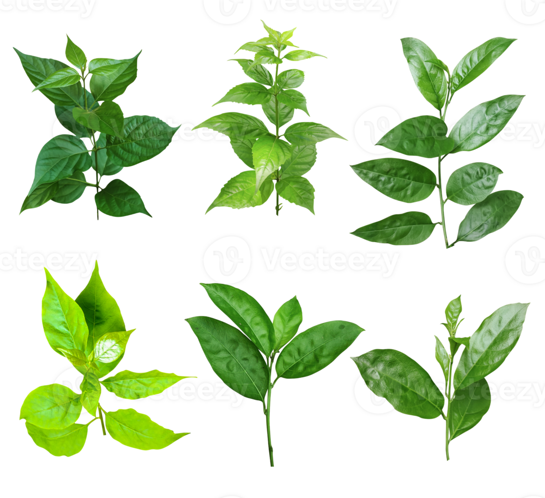 four different types of leaves on a white background, Green leaves Bundle on white background, leaf isolated set, green leaf plant eco nature tree branch isolated png