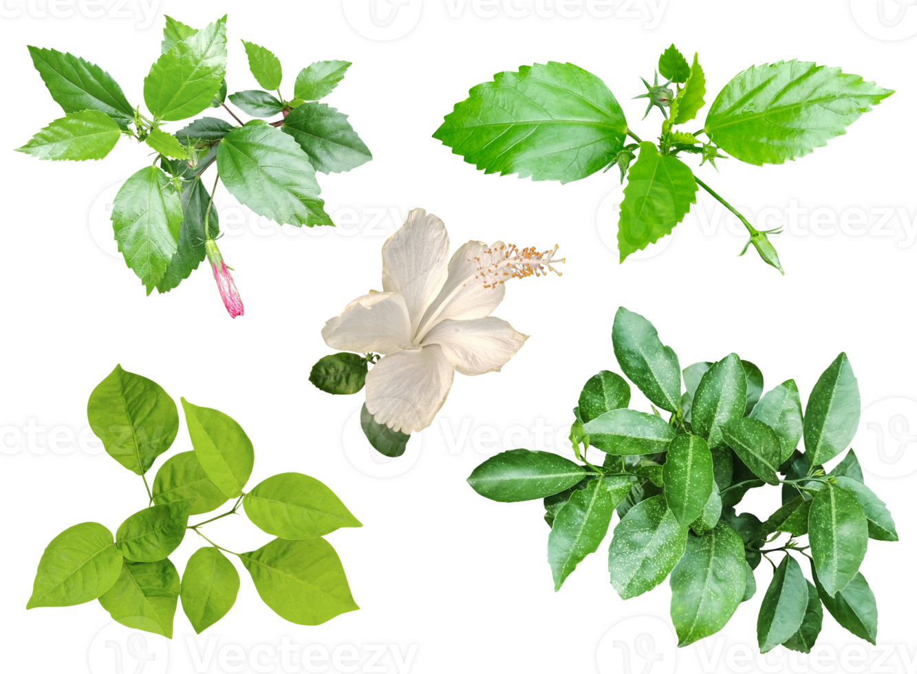 four different types of leaves on a white background, Green leaves Bundle on white background, leaf isolated set, green leaf plant eco nature tree branch isolated png