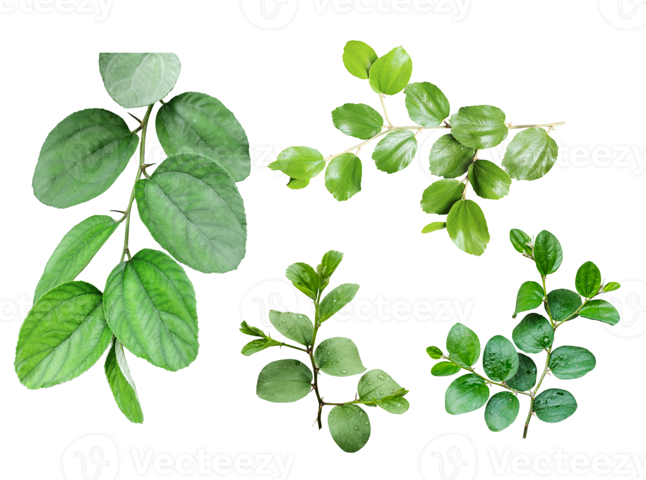 four different types of leaves on a white background, Green leaves Bundle on white background, leaf isolated set, green leaf plant eco nature tree branch isolated png