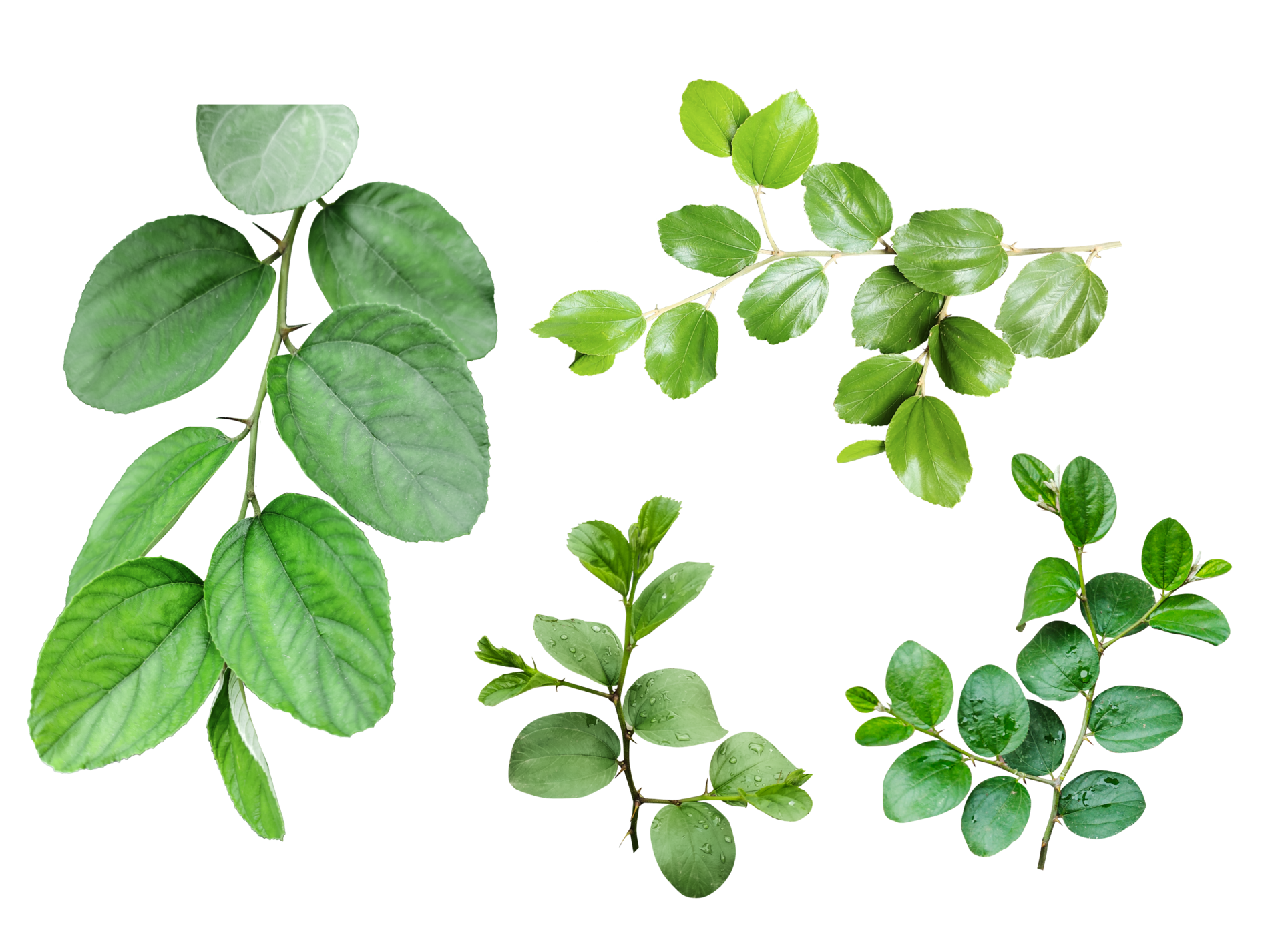 Four different types of leaves on a white background green leaves