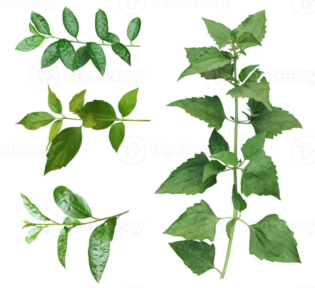 four different types of leaves on a white background, Green leaves Bundle on white background, leaf isolated set, green leaf plant eco nature tree branch isolated png