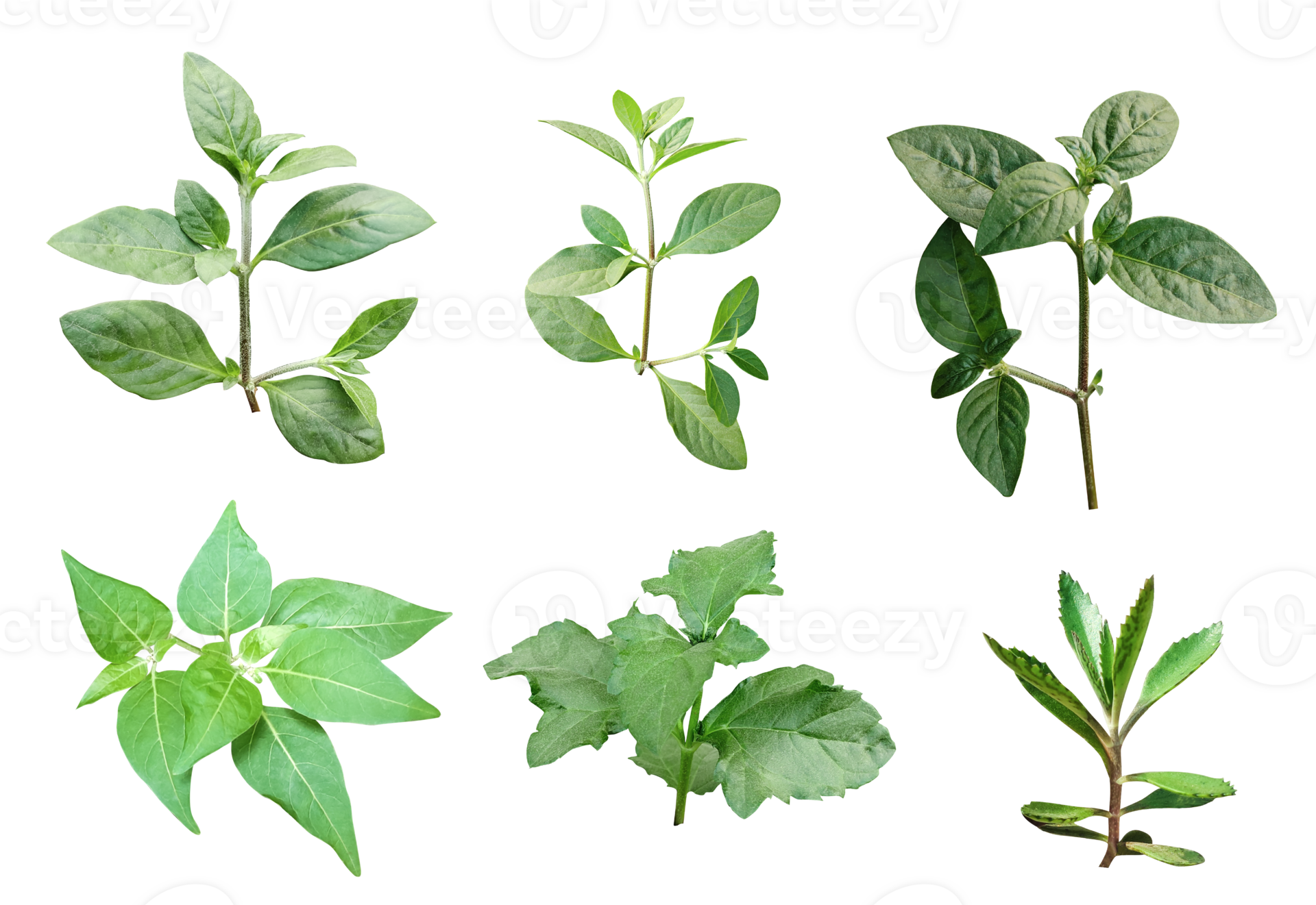 Four Different Types Of Leaves On A White Background Green Leaves four-different-types-of-leaves-on-a-white-background-green-leaves