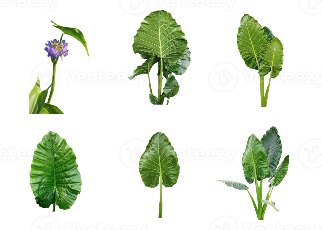 four different types of leaves on a white background, Green leaves Bundle on white background, leaf isolated set, green leaf plant eco nature tree branch isolated png
