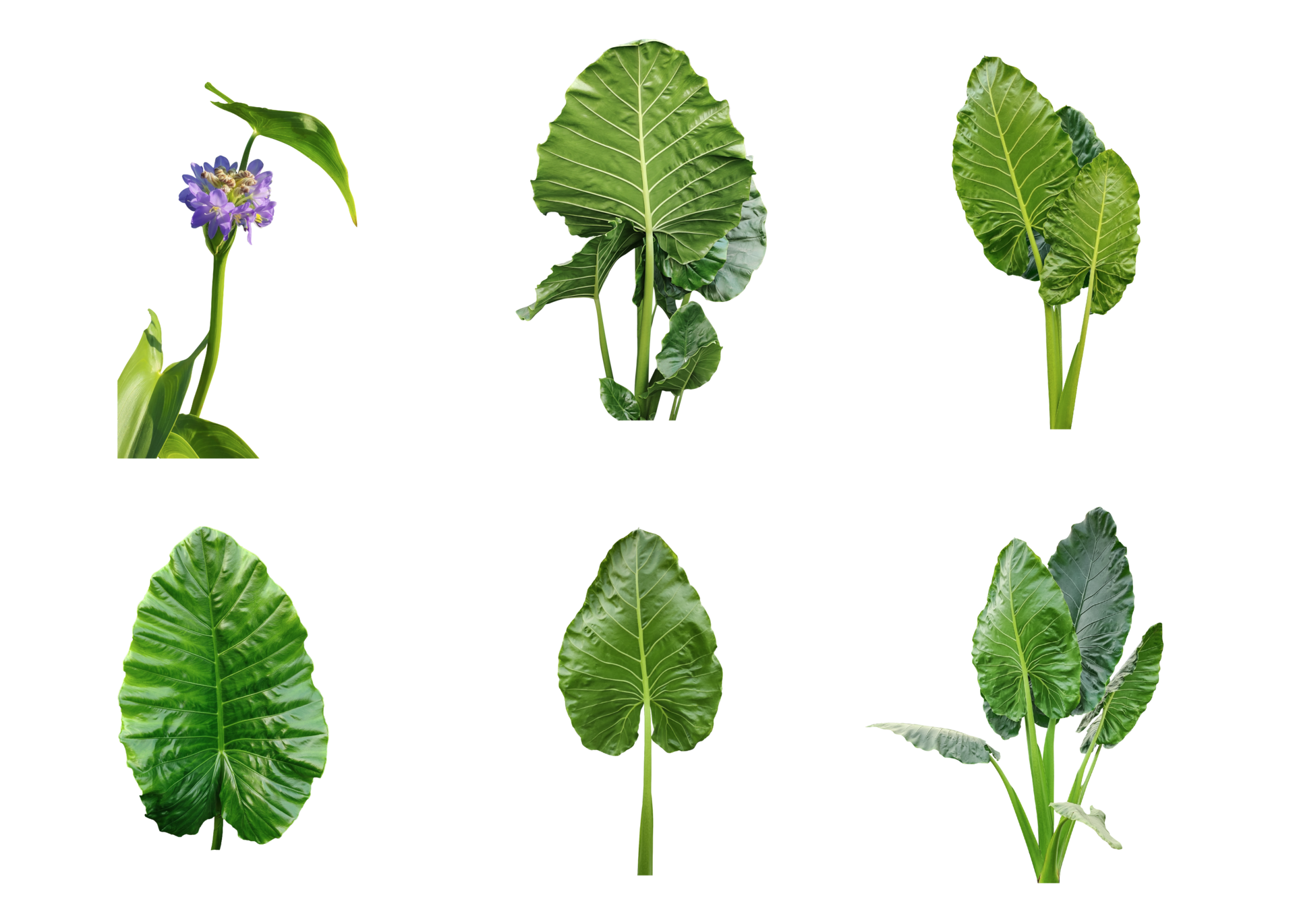 Four different types of leaves on a white background green leaves