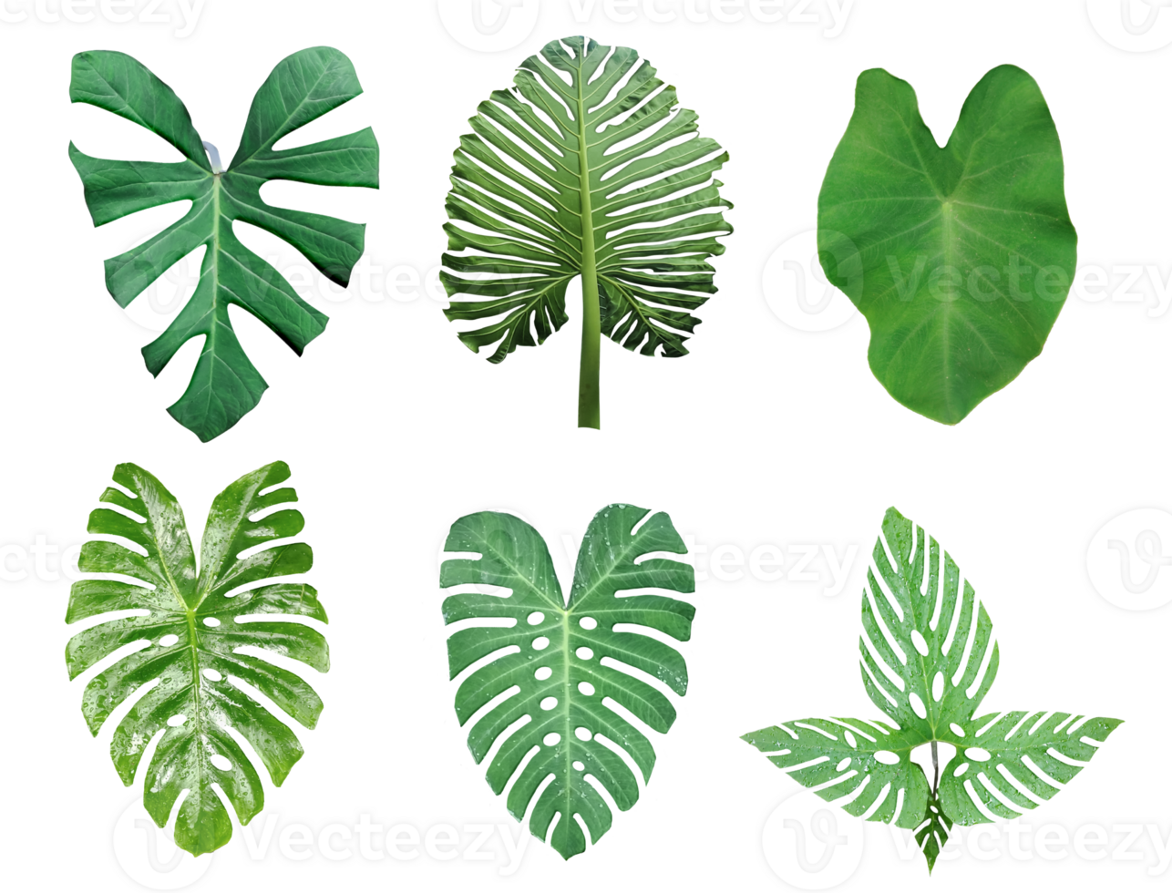 four different types of leaves on a white background, Green leaves Bundle on white background, leaf isolated set, green leaf plant eco nature tree branch isolated png