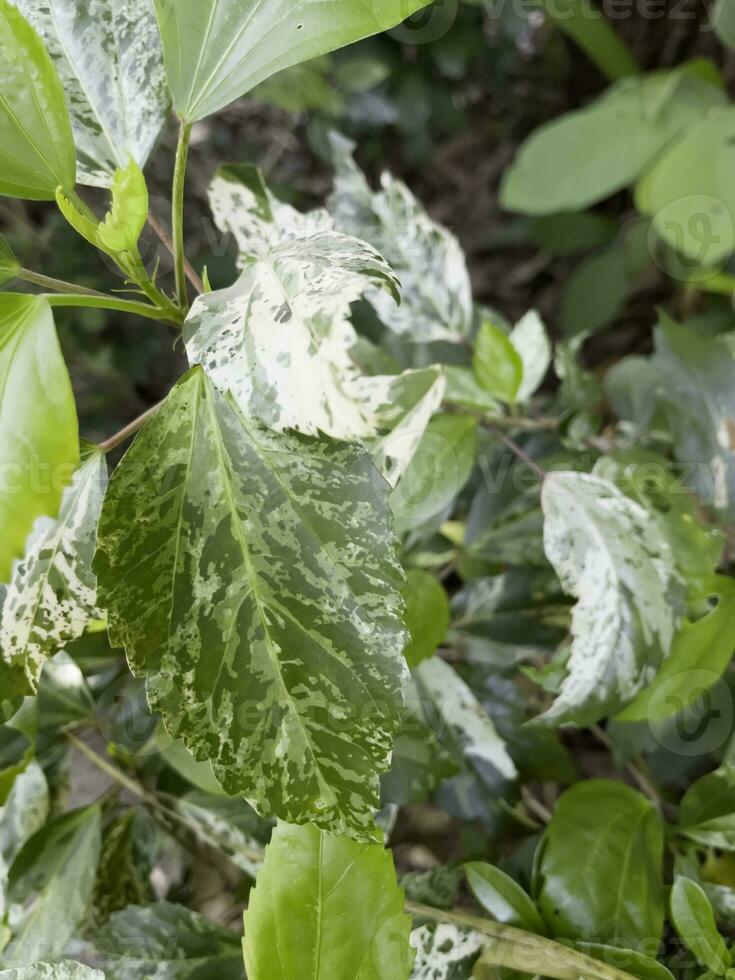 Fresh leaf of monstera laniata narrow form mint variegated in the pot photo