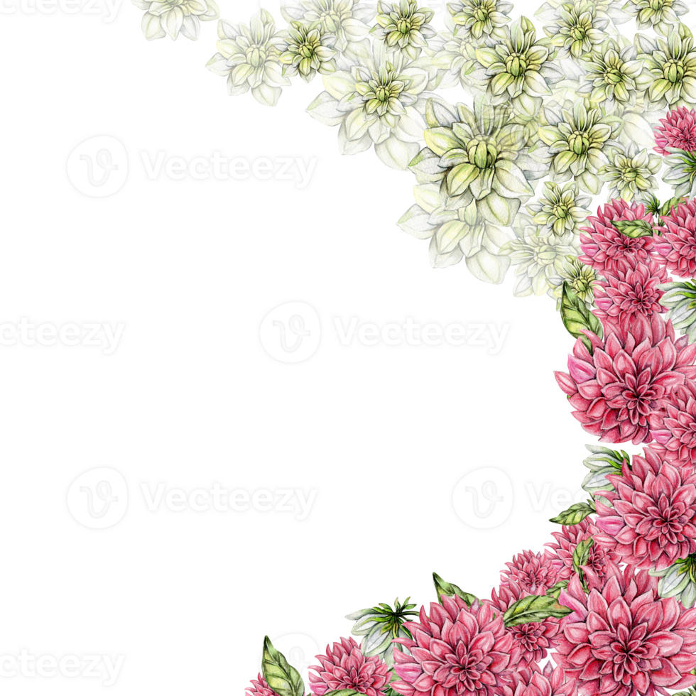 Watercolor dahlia flowers composition. png