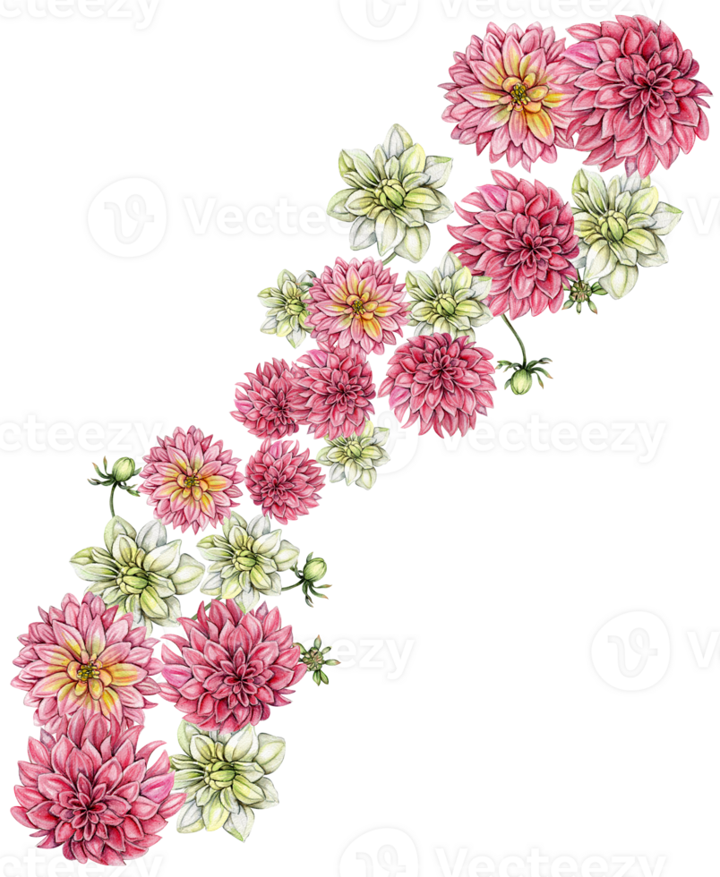 Watercolor dahlia flowers composition. png