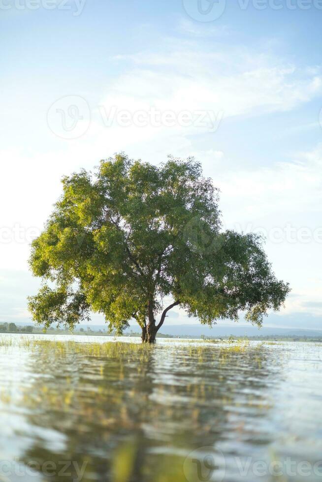 A large, lonely tree stood in the middle of the water, lit by soft sunlight. The background is the evening blue sky. photo