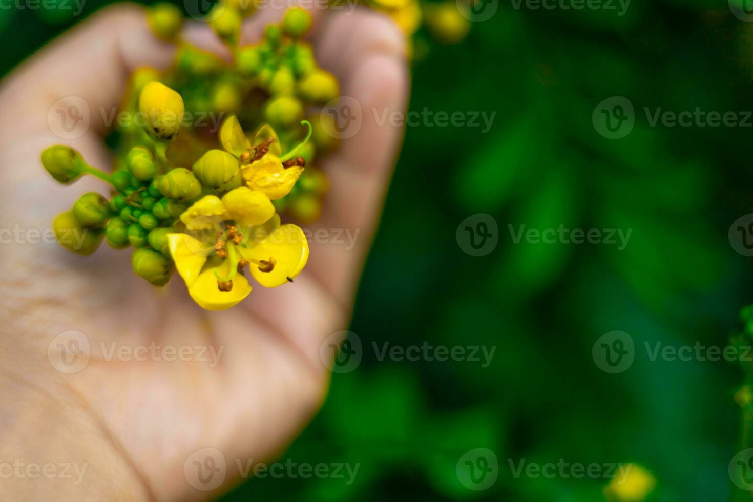 Cassod tree, Siamese senna, Thai copperpod,  Siamese Cassia with beautiful yellow flowers Yellow flowers and soft light photo