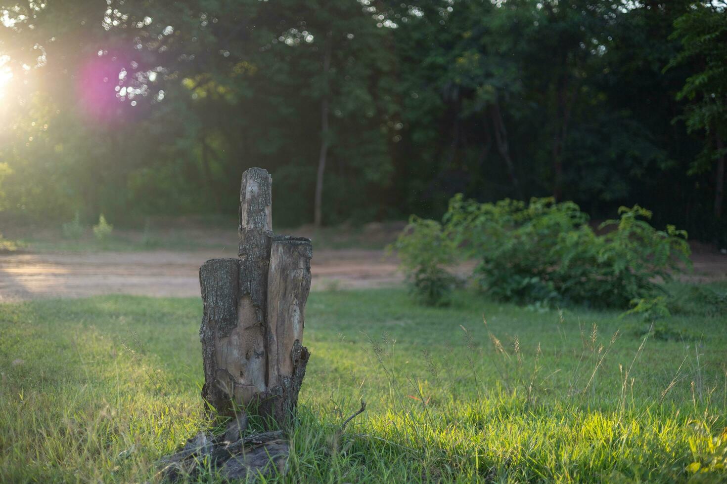 A lonely cut tree in the middle of a meadow. photo