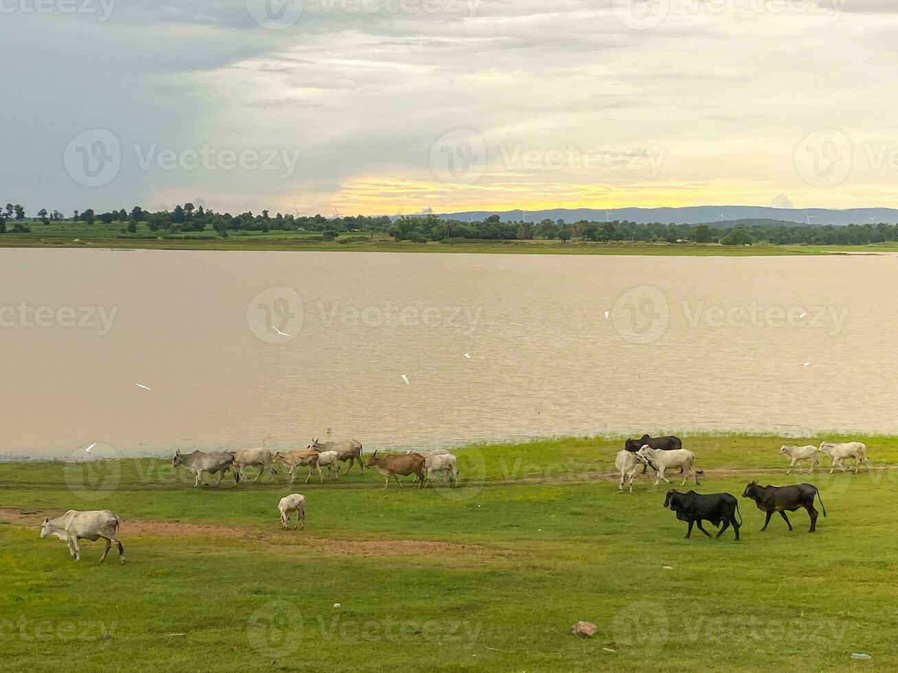 A herd of white and black cows is grazing in a wide green field. photo