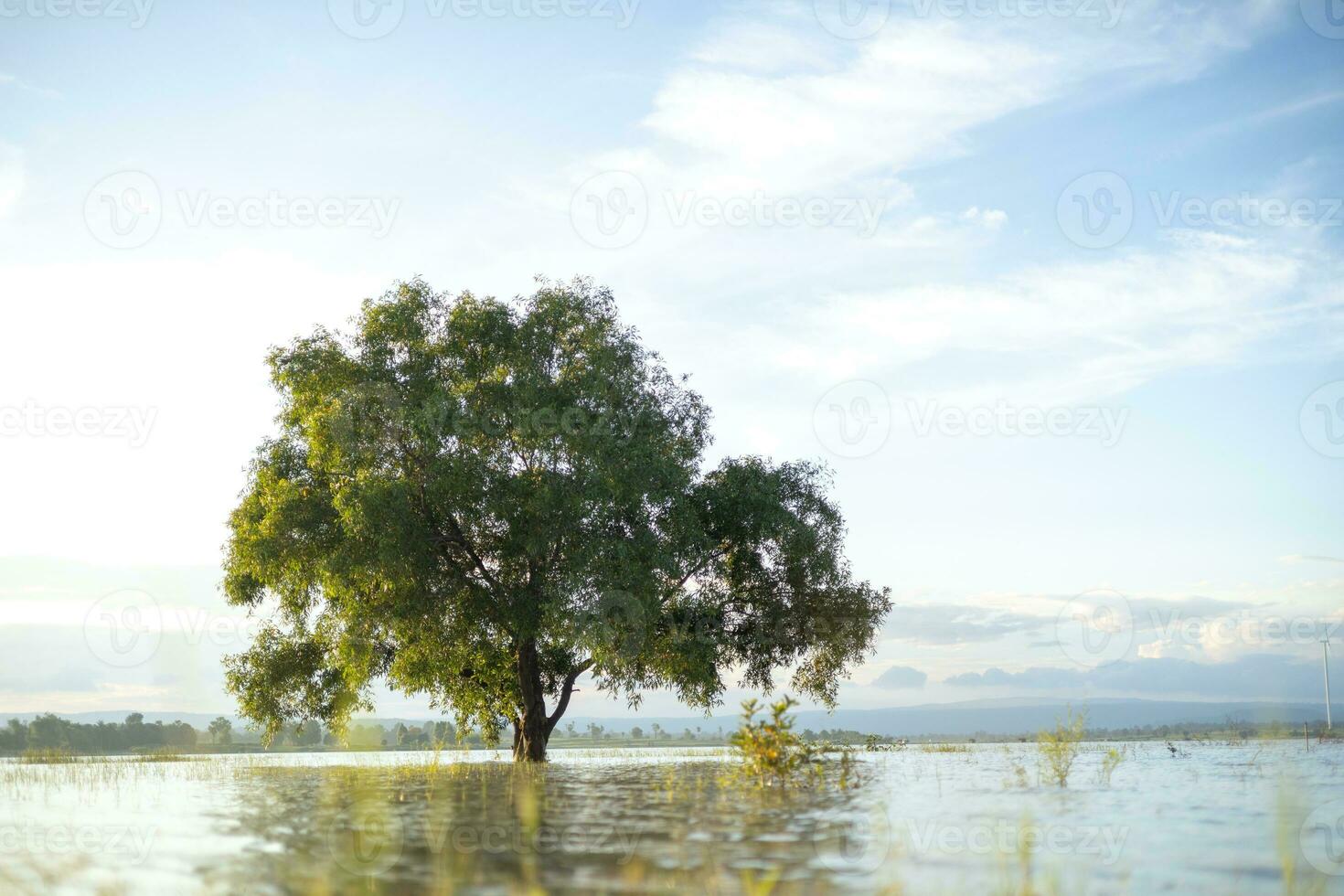 A large, lonely tree stood in the middle of the water, lit by soft sunlight. The background is the evening blue sky. photo