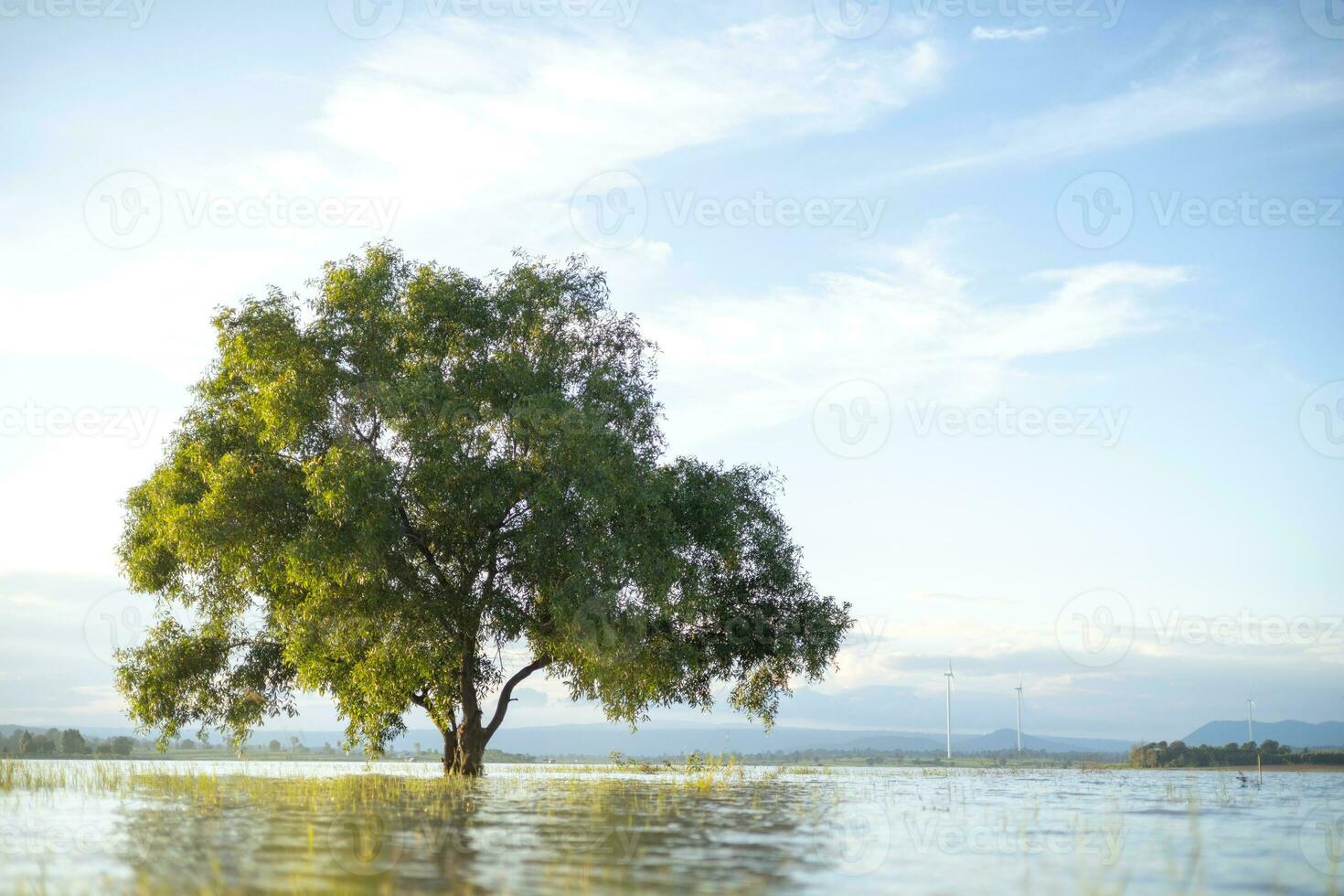 A large, lonely tree stood in the middle of the water, lit by soft sunlight. The background is the evening blue sky. photo