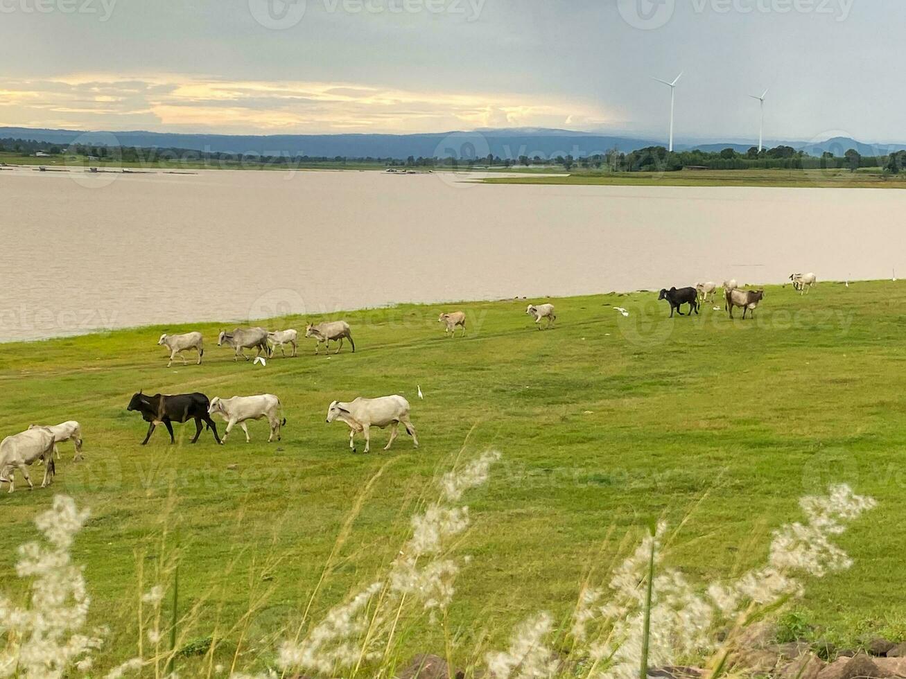 A herd of white and black cows is grazing in a wide green field. photo