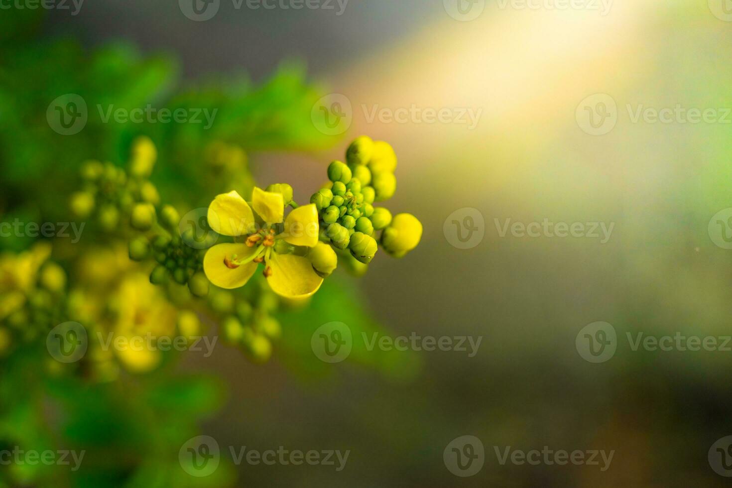 Cassod tree, Siamese senna, Thai copperpod,  Siamese Cassie with beautiful yellow flowers. Yellow flowers and soft light photo