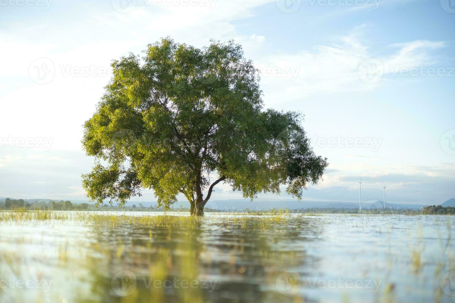 A large, lonely tree stood in the middle of the water, lit by soft sunlight. The background is the evening blue sky. photo
