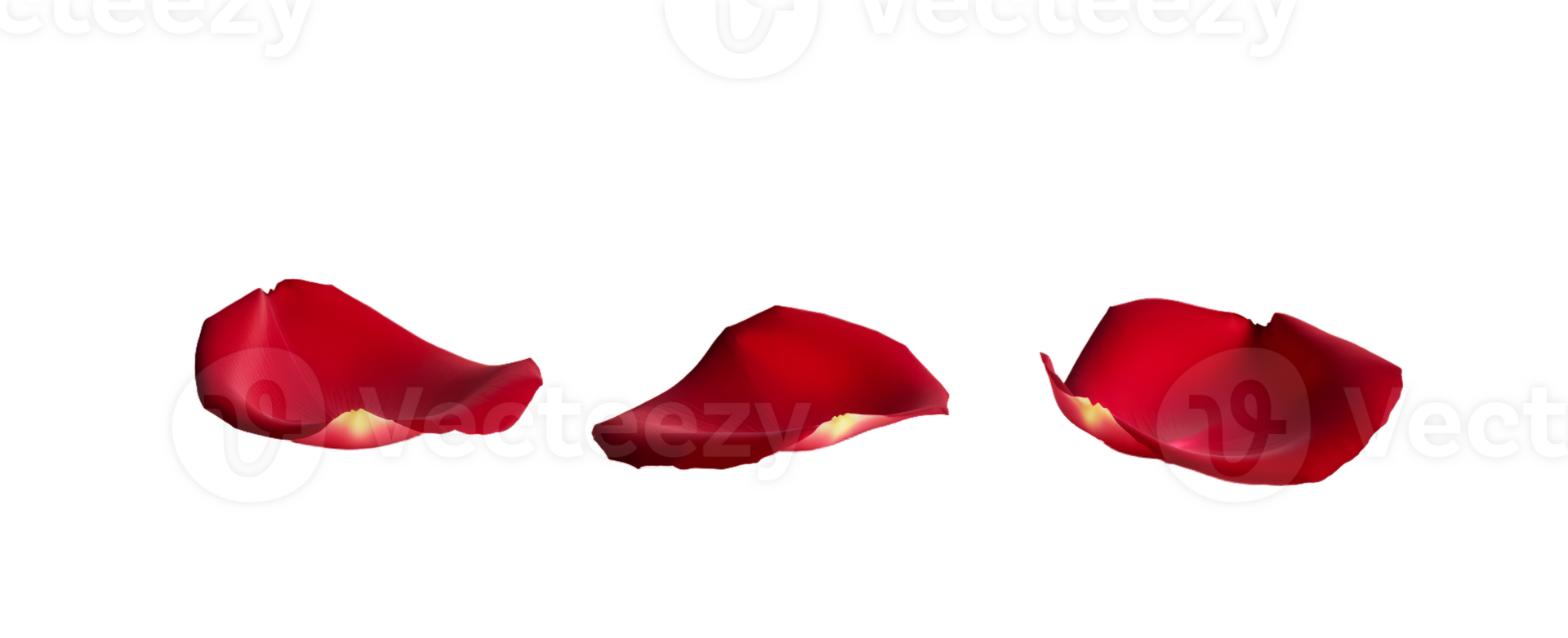 Three red petals rose flower on transparent background png