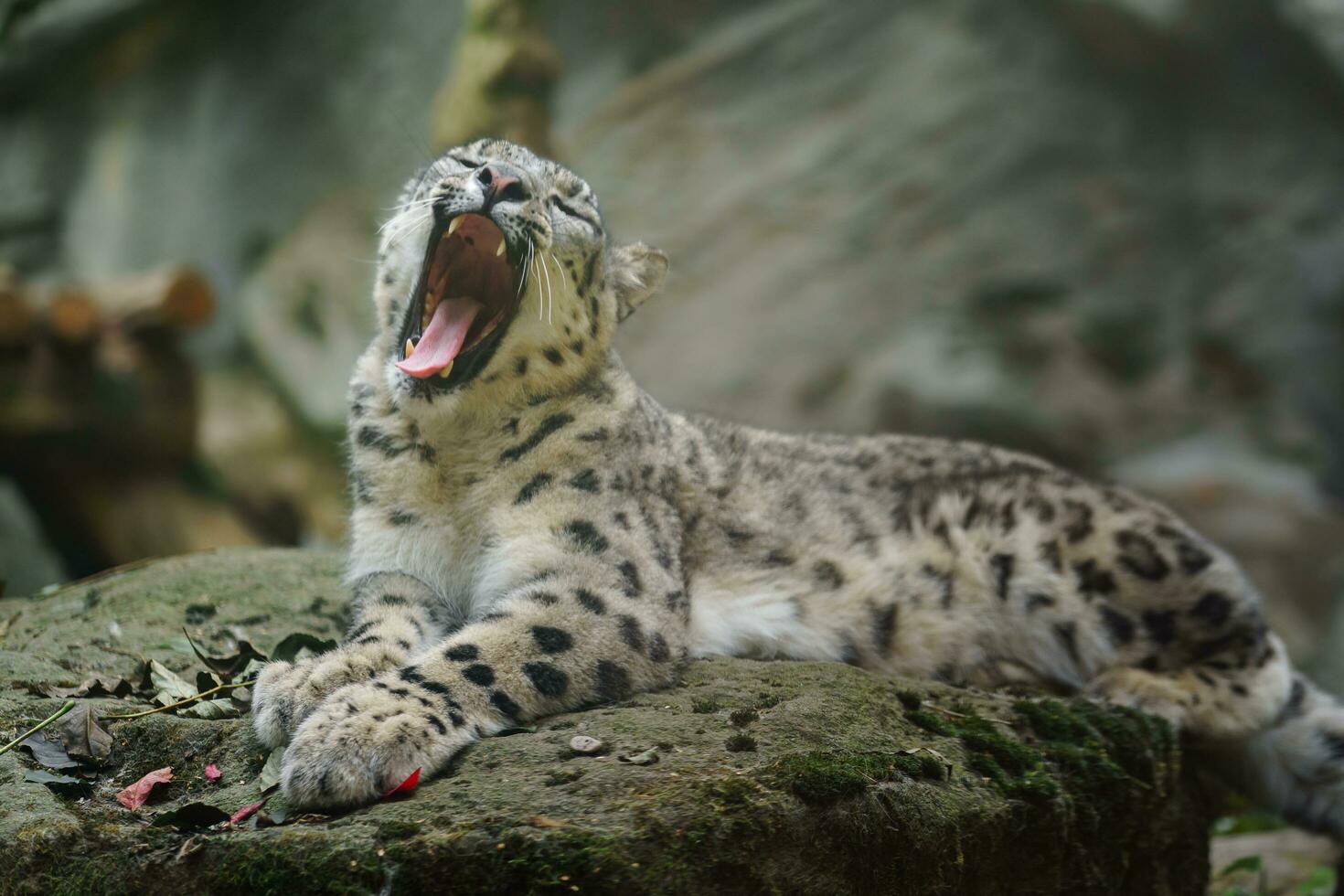 Portrait of Snow leopard in zoo photo