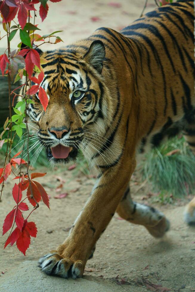 Portrait of Sumatran tiger in zoo photo