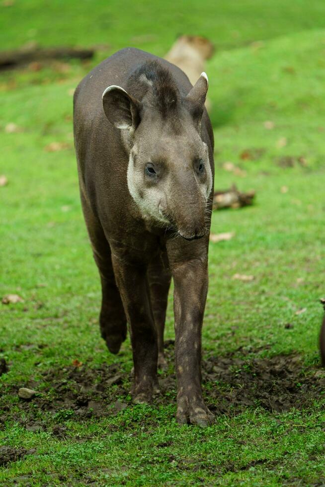 Portrait of South American tapir photo