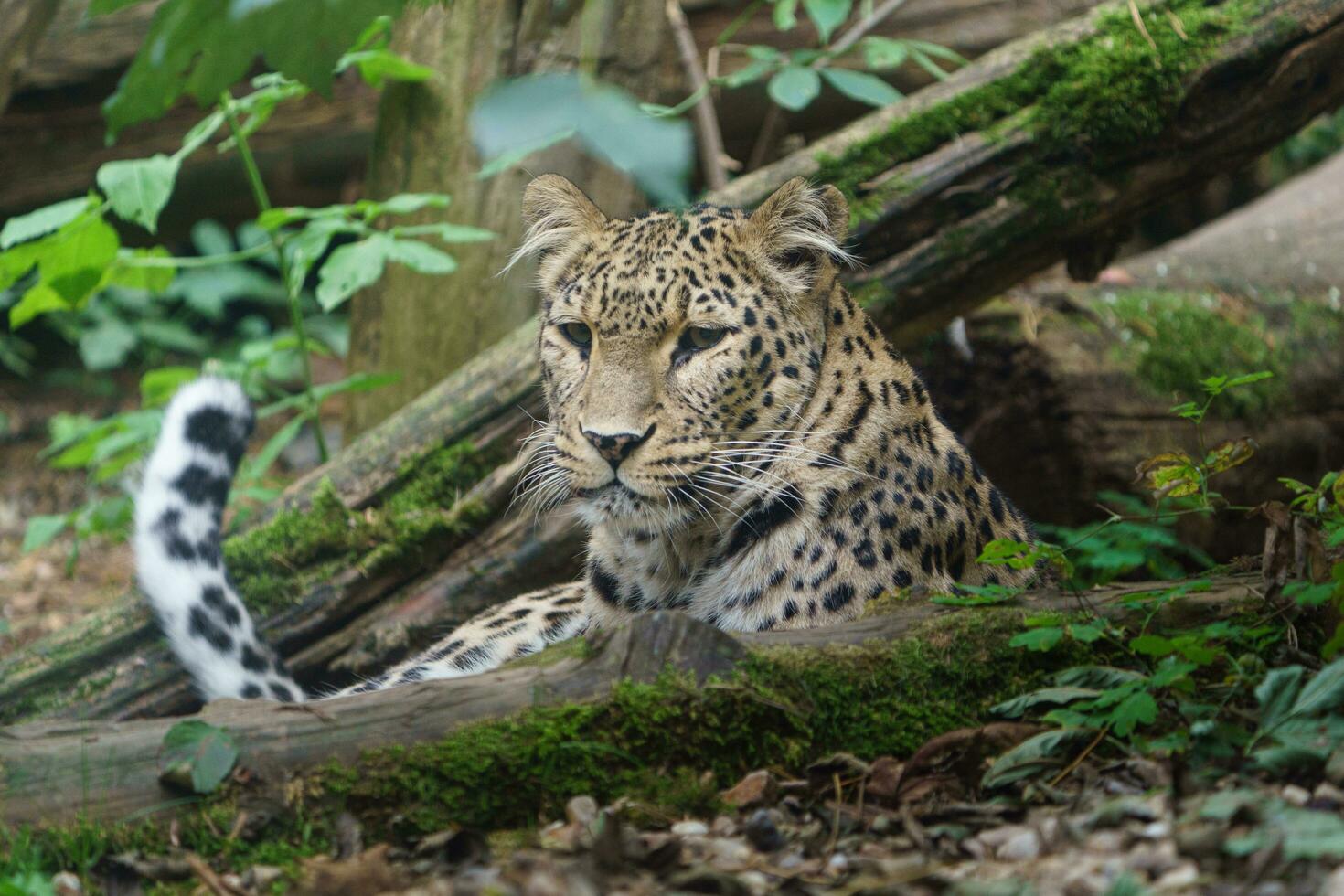 Portrait of Persian leopard in zoo photo