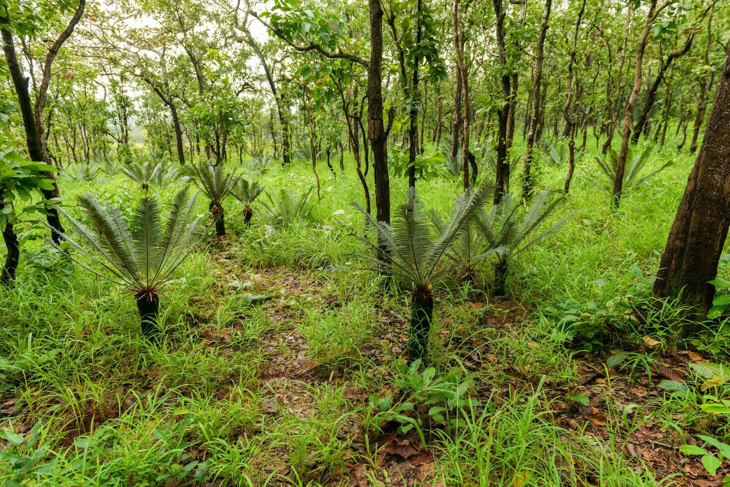 Cycas siamensis tree in forest mountain at Sai Thong National Park Chaiyaphum province photo
