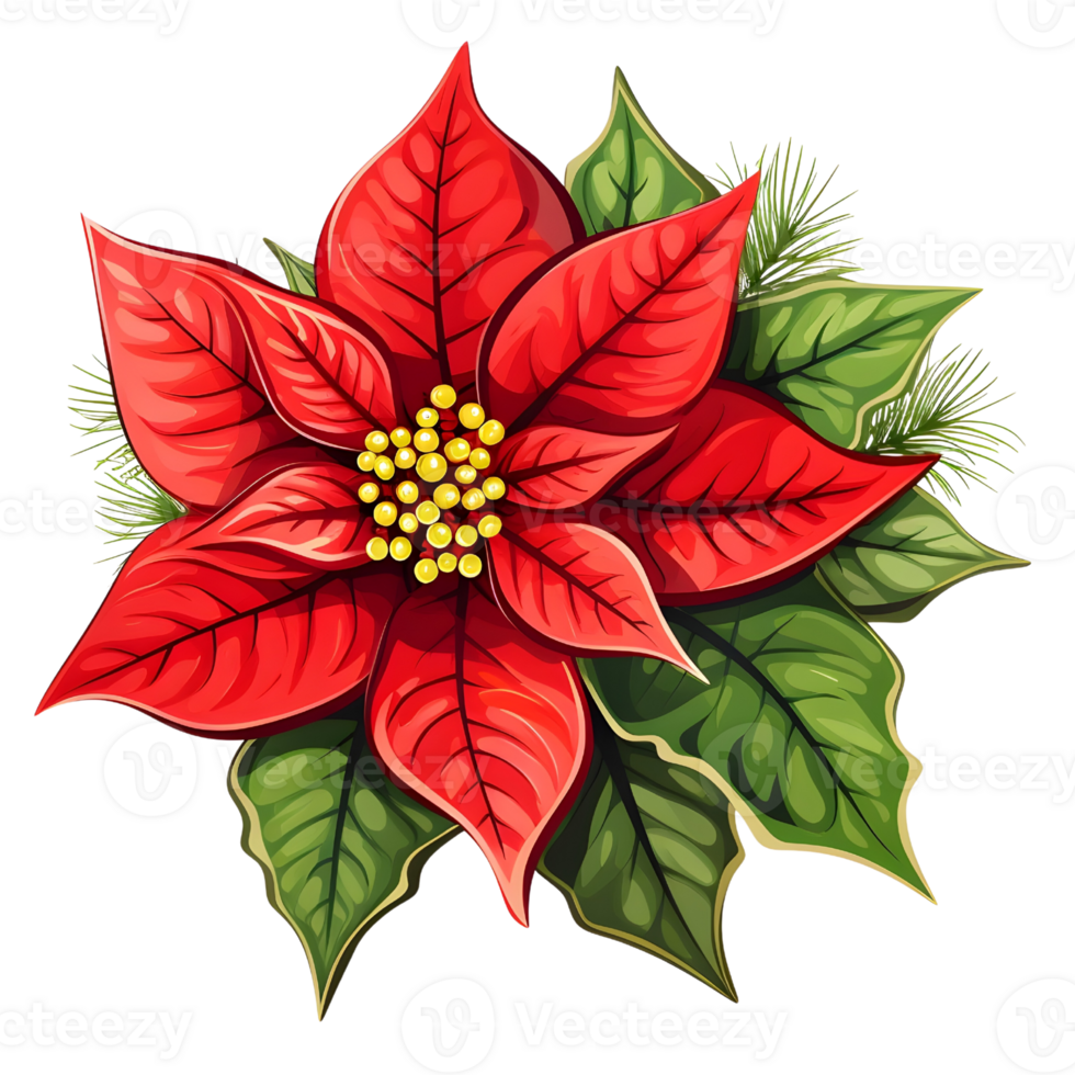 Poinsettias illustrations, ai generative png