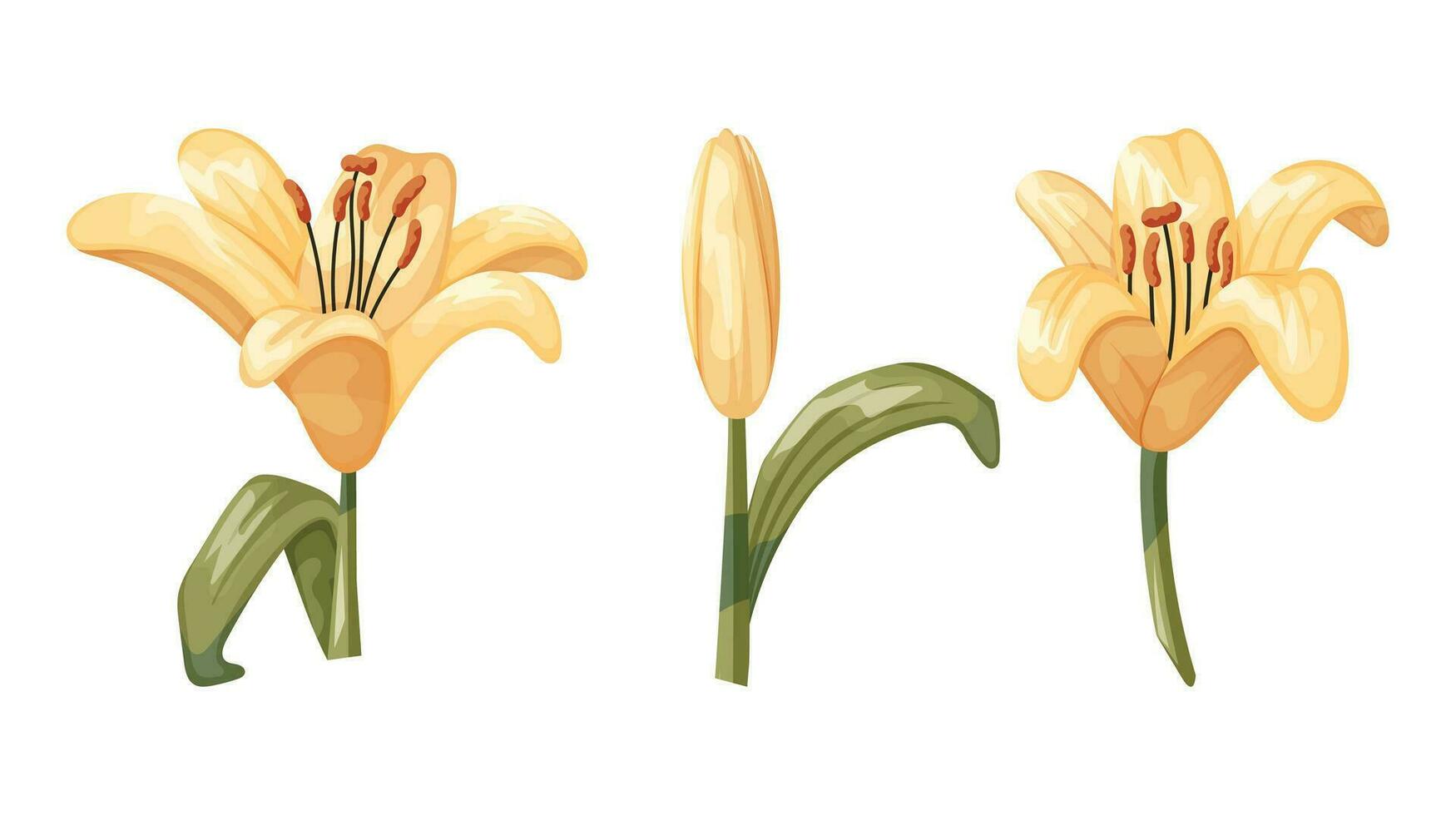 Beautiful cartoon blooming yellow lily buds. Vector set of isolated illustration of a flower with stem and leaves.