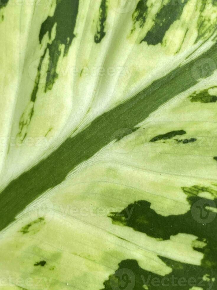 texture of green Dieffenbachia seguine leaves as background photo