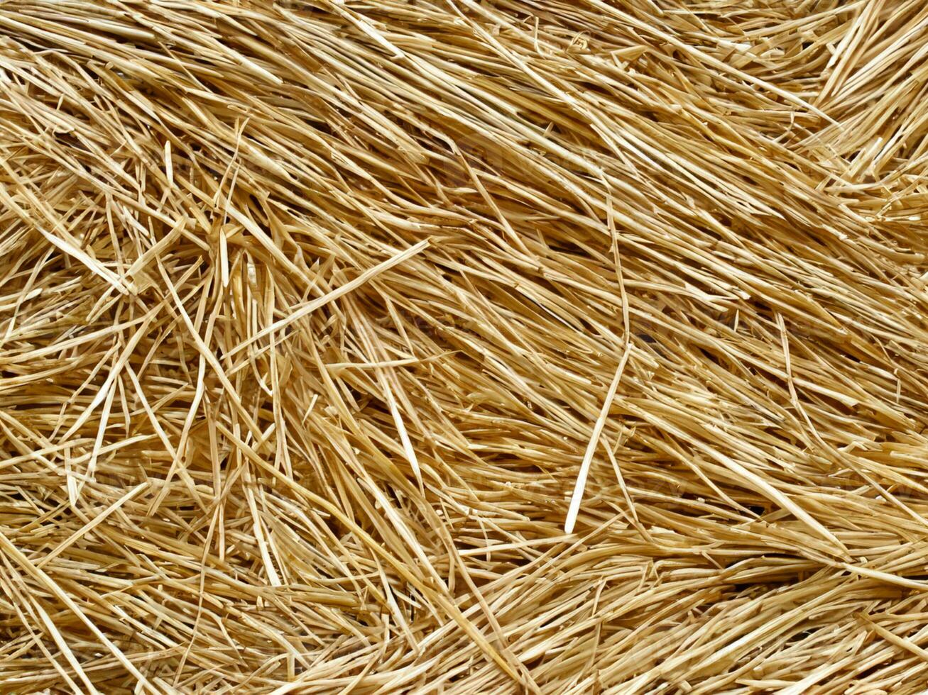 hay background in a field photo