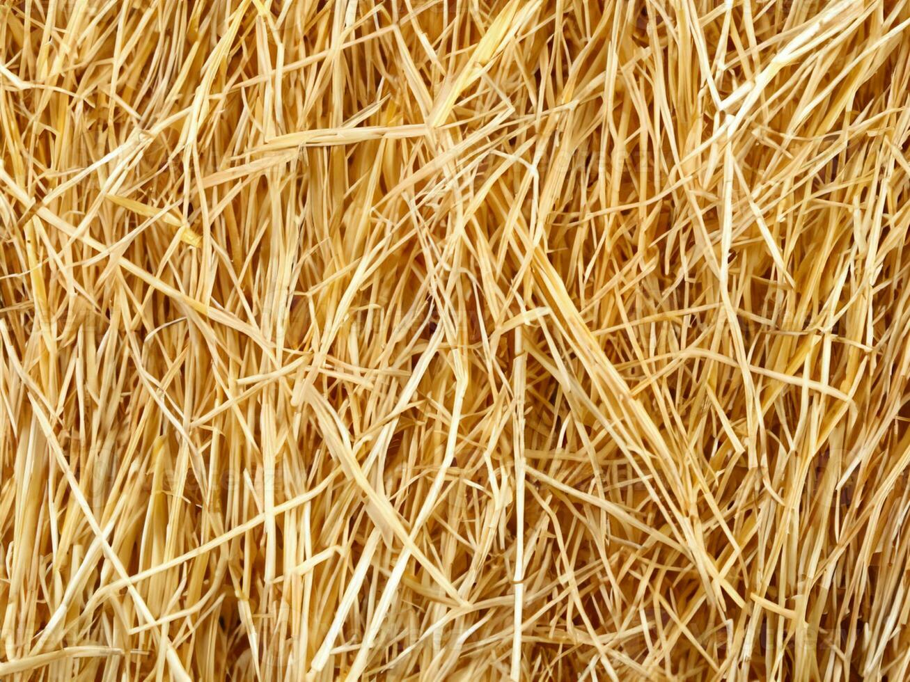 hay background in a field photo