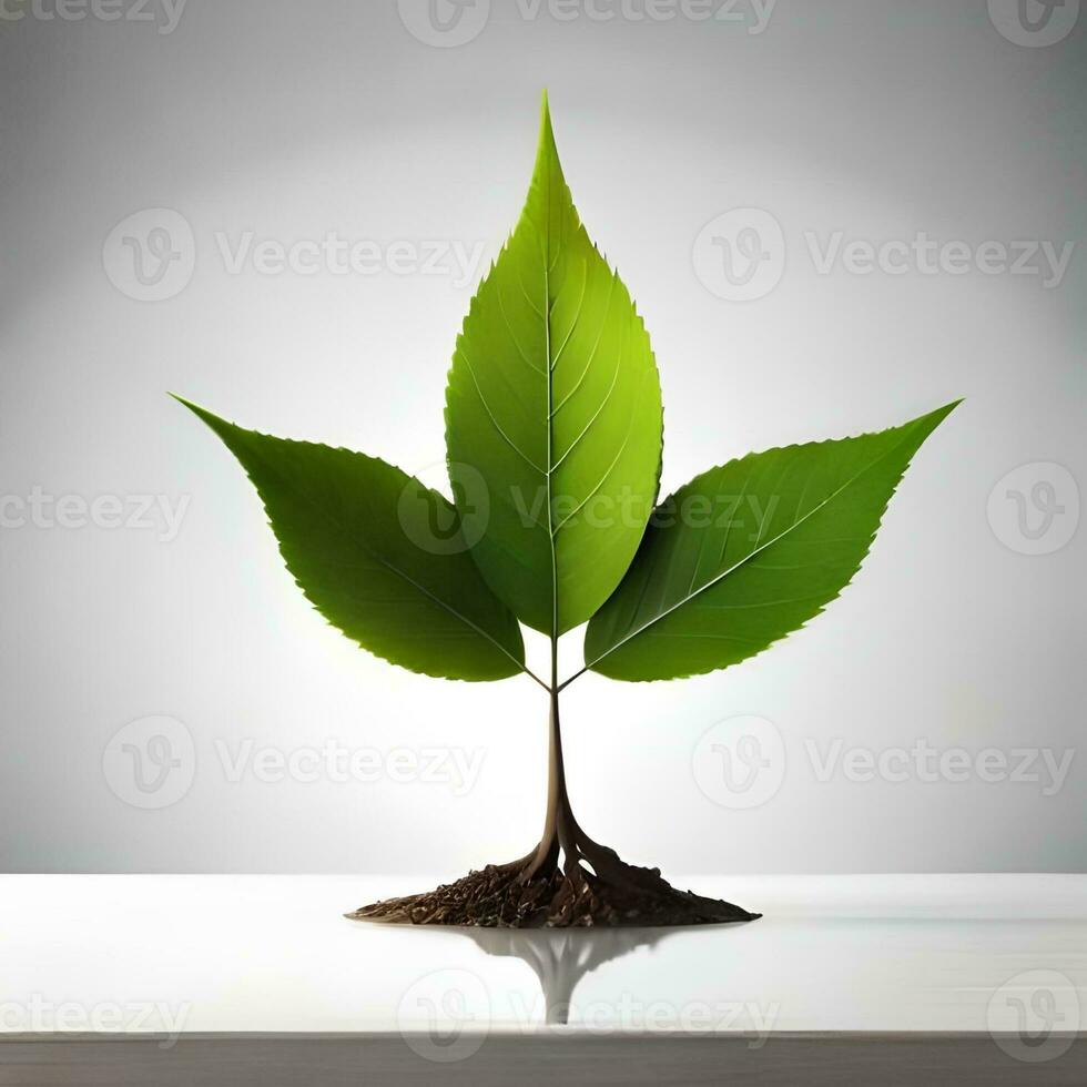 Green leaves with a white background on the table are neatly arranged in the reflection of white light, good for use as backgrounds, blogs, websites, companies, etc. Generative Ai Image photo