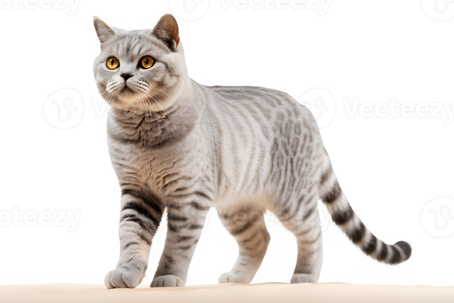 gray fluffy cat png ,british short hair cat isolated on transparent background ,generative ai