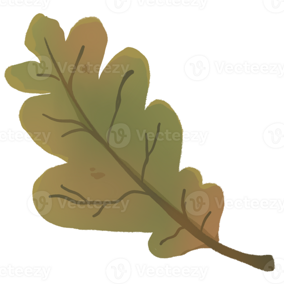 green oak leaf png
