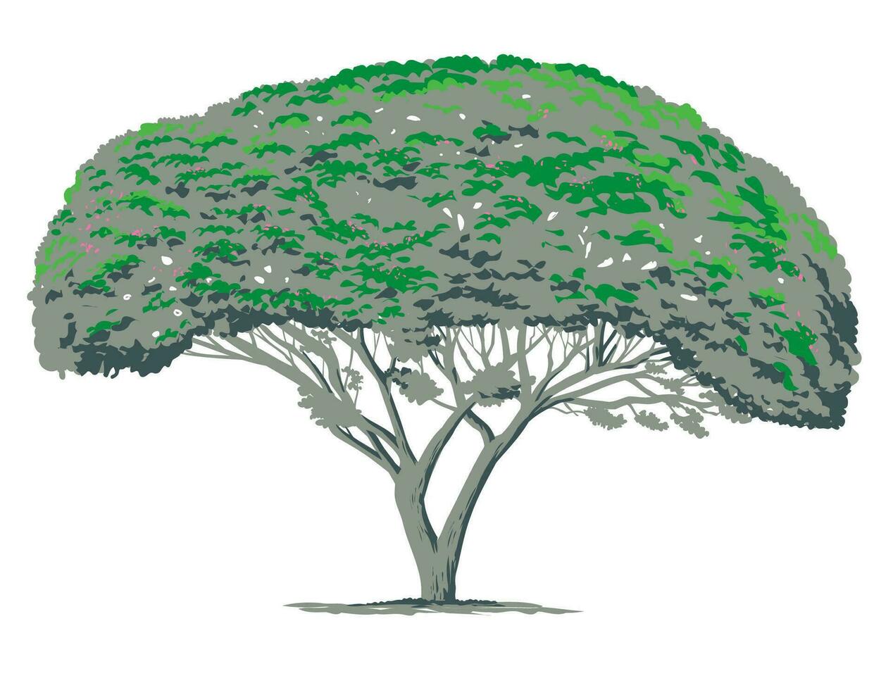 Mimosa Tree or Albizia Julibrissin WPA Art vector