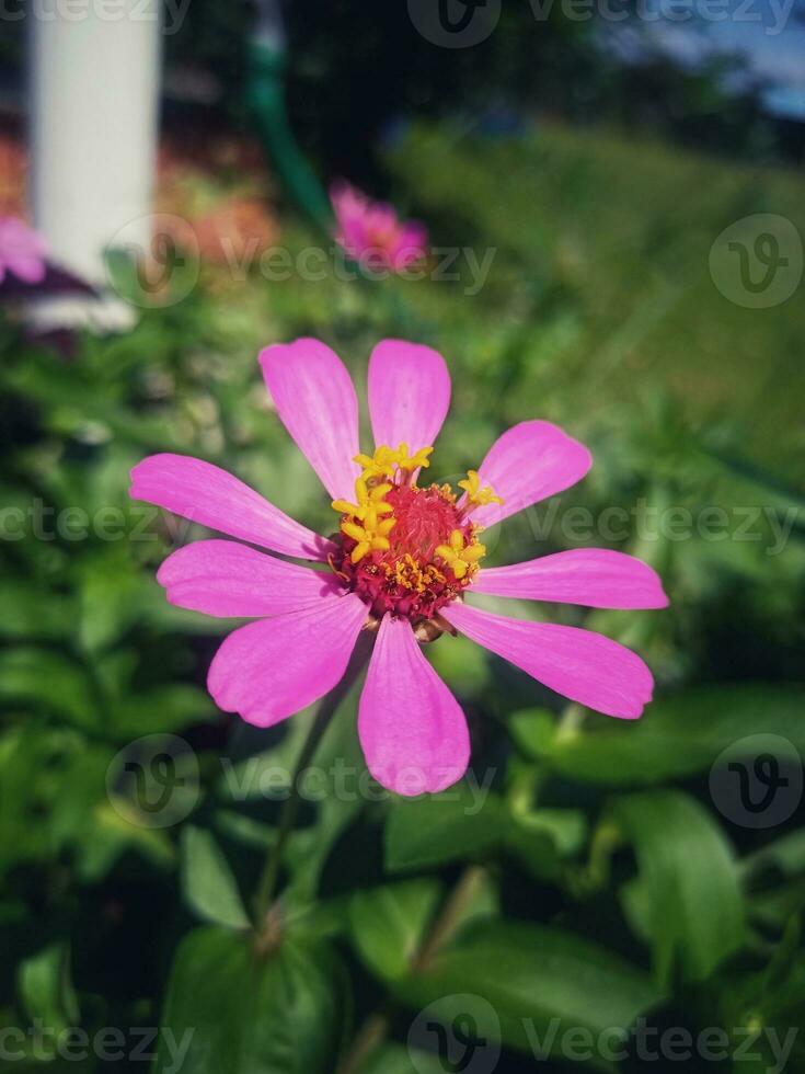 Common Zinnia in Nature photo