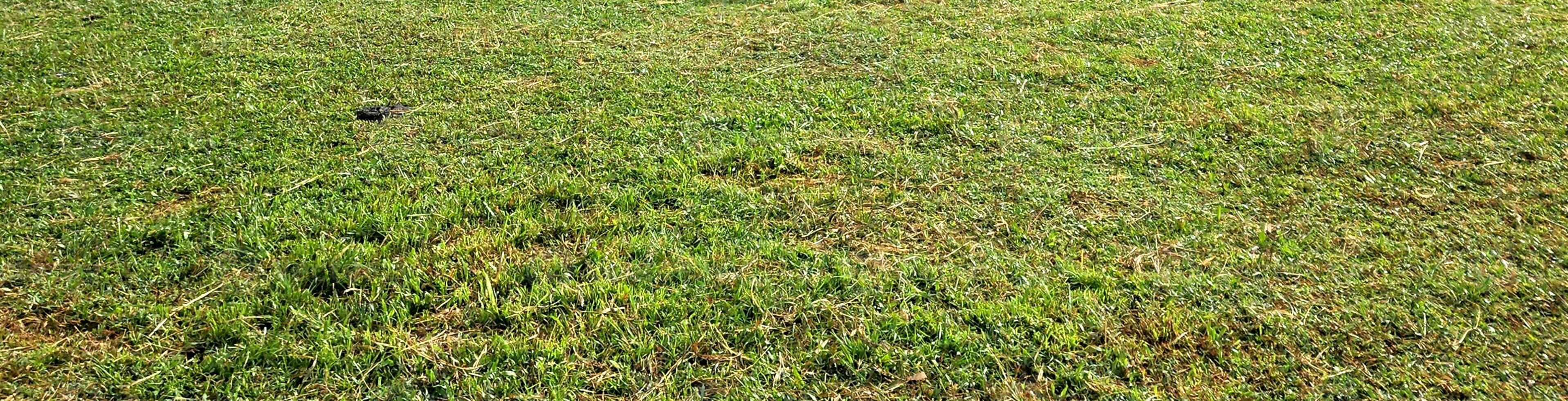 a Green grass photo