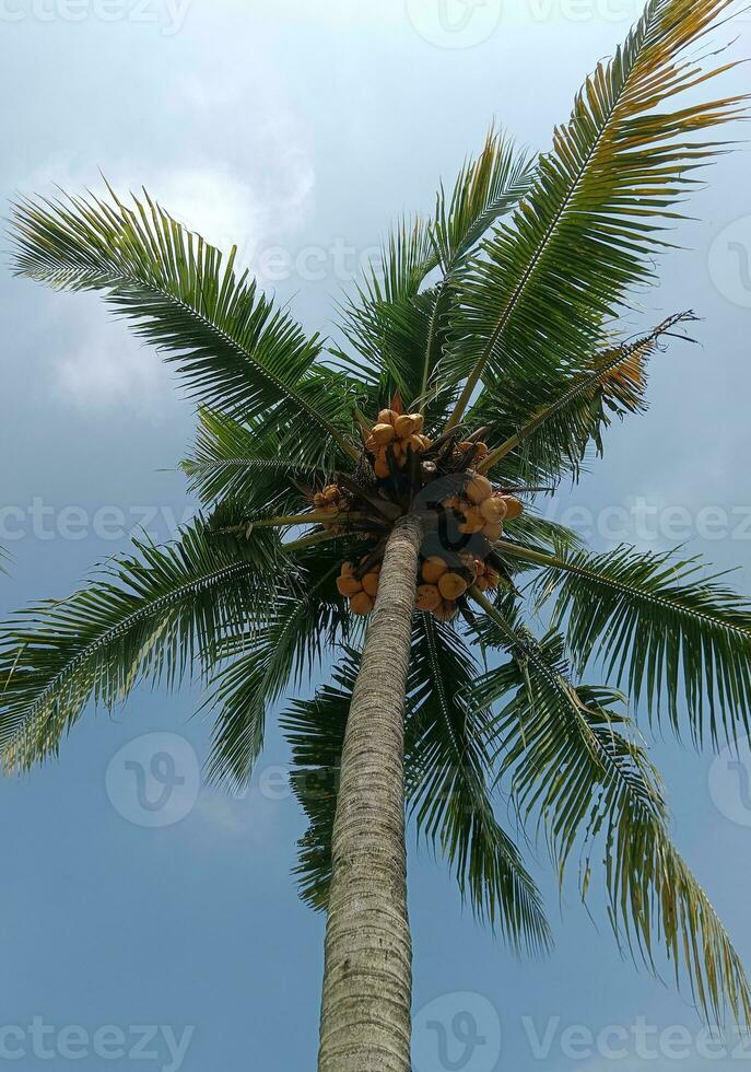 un artístico y hermosa Coco árbol en el luz en contra el azul cielo foto