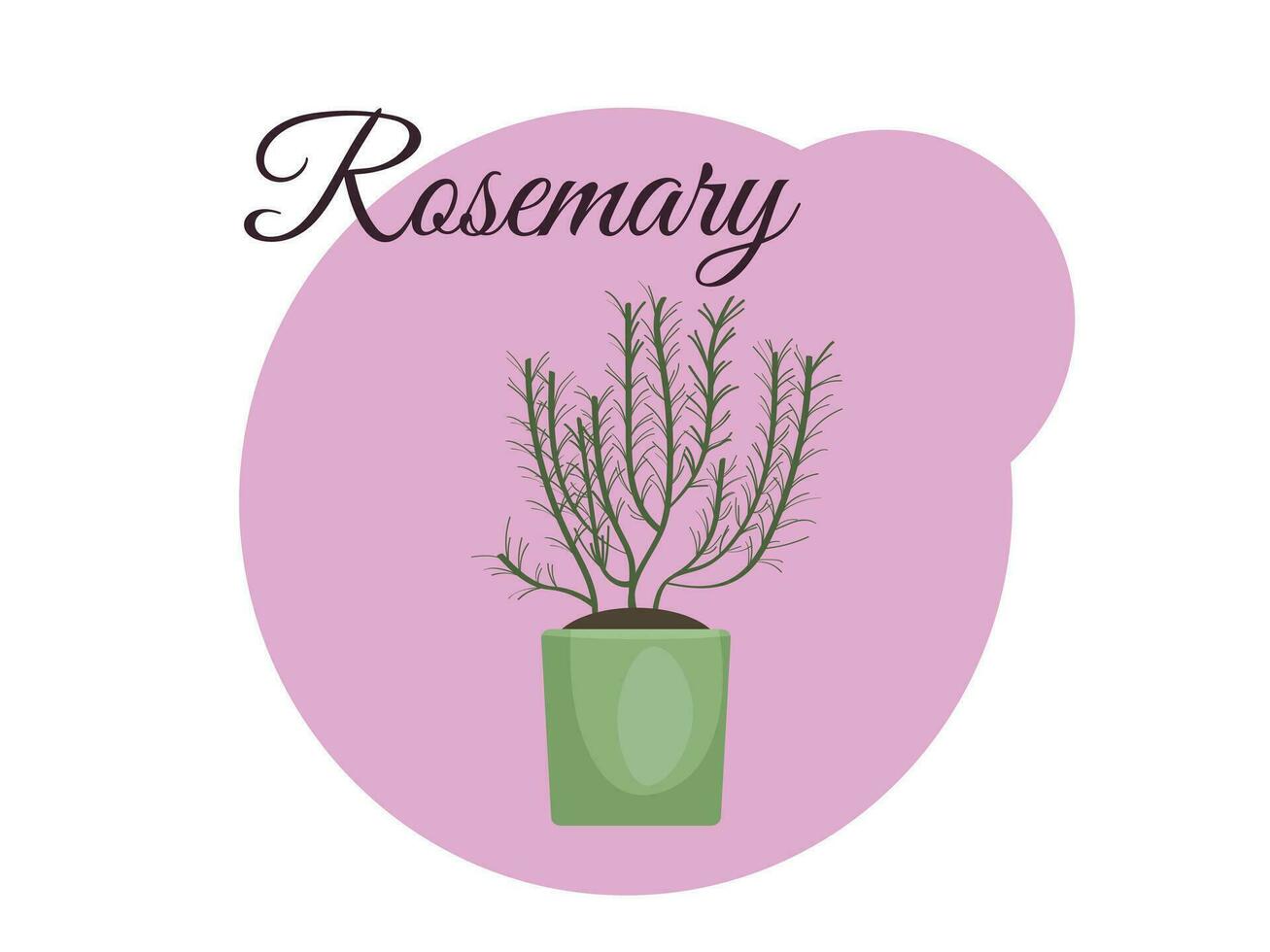 Rosemary plant in a pot on a pink background with the inscription rosemary. Home gardening. Vector illustration