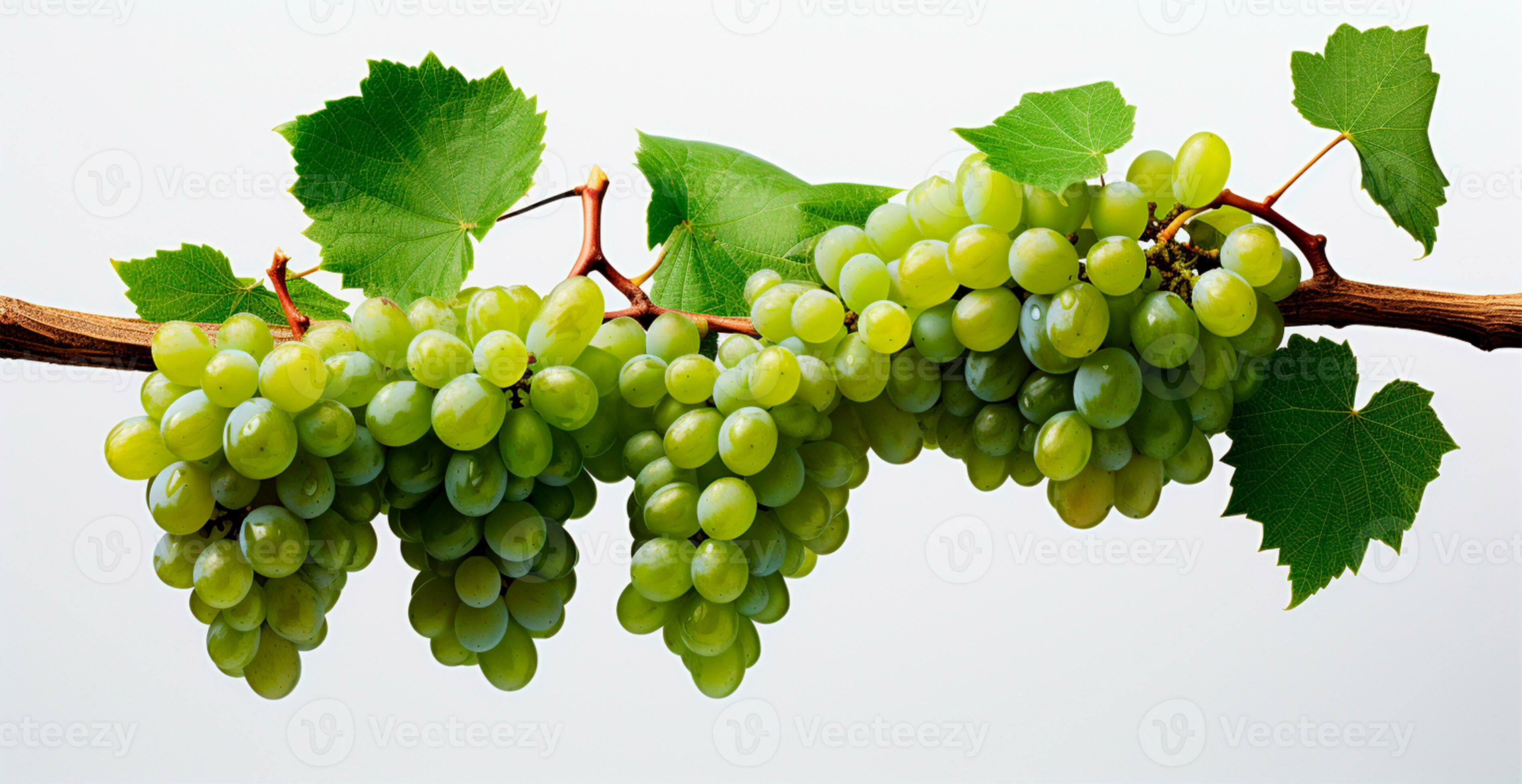 Light grapes on a white background, grapevine AI generated image