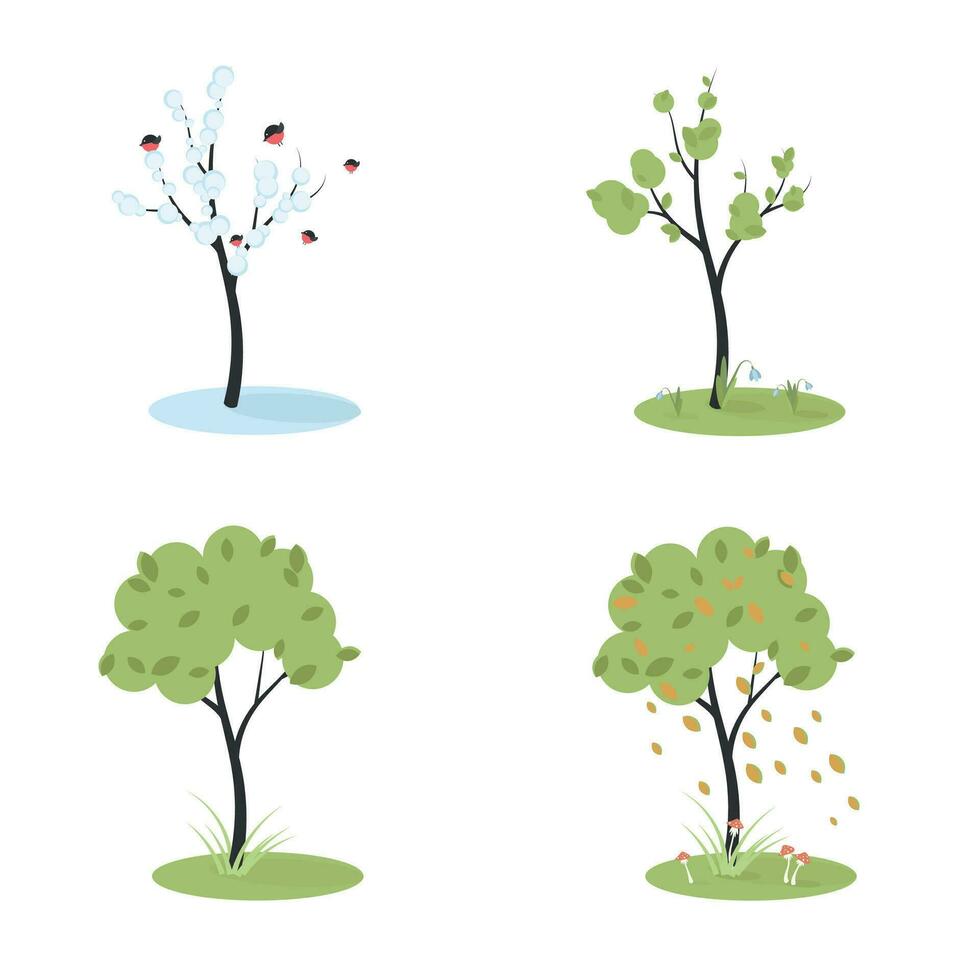 four seasons for a tree vector