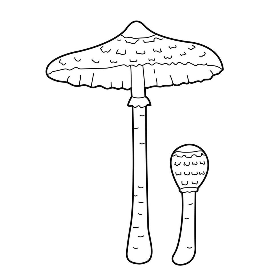 hongos - sombrilla seta. vector negro blanco contorno ilustración. diseño elementos o página de para niños colorante libro.
