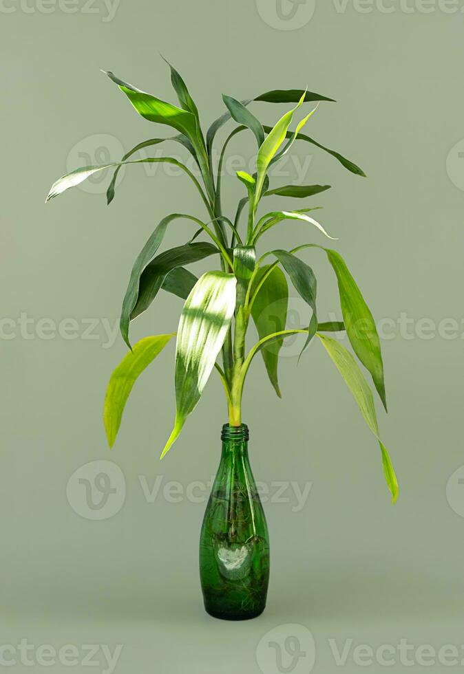 Lucky bamboo growing in water. Greenery still life. photo