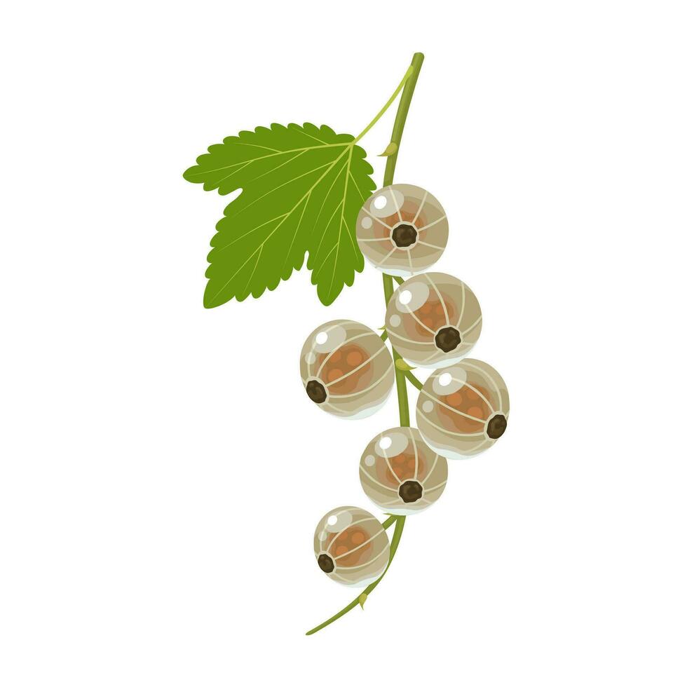 Vector illustration, white currant or Ribes rubrum, isolated on white background.