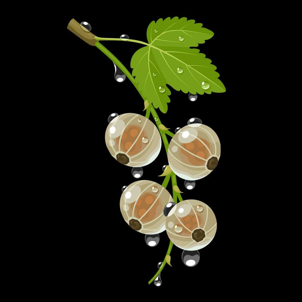 Vector illustration, fresh white currant, with green leaves and morning dew, isolated on dark background.