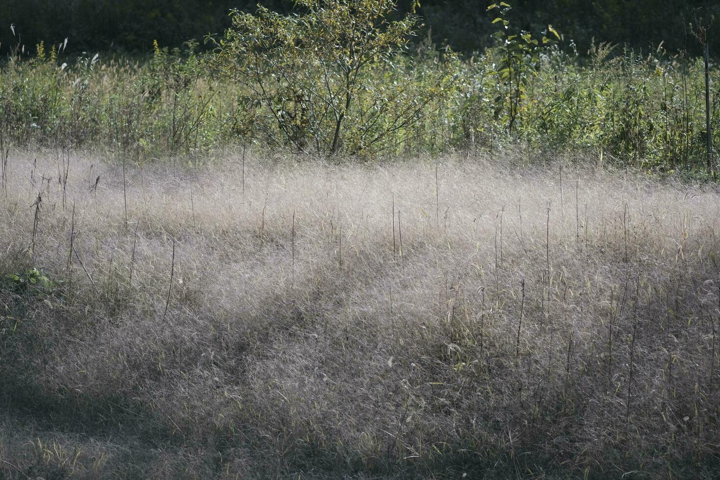 reed grass in the wind photo